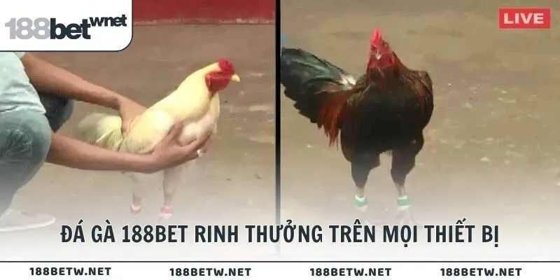 Đá gà trực tiếp 188BET rinh thưởng trên mọi thiết bị