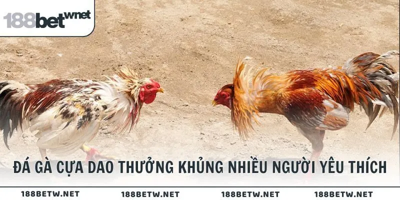 Đá gà cựa dao thưởng khủng nhiều người yêu thích