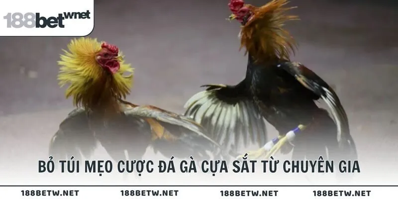 Bỏ túi mẹo cược đá gà cựa sắt từ chuyên gia