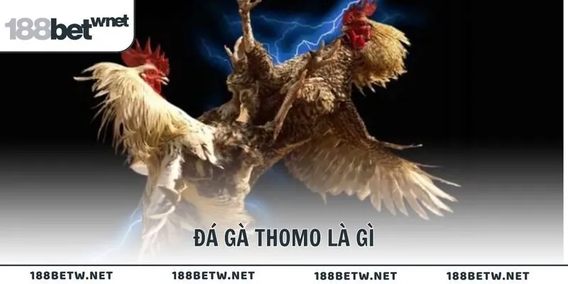 Đá gà Thomo là gì
